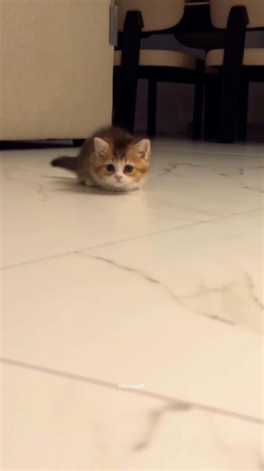 A Tiny Fluff 💕😻 #cat #kitten #shorts #cutecats #meow