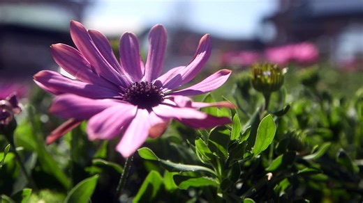 When is the first day of spring? Warm weather, later sunsets as next season approaches.