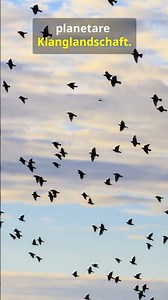 🐦🌊 Die unsichtbaren Wellen – wie Vögel Infraschall für ihre Migration nutzen