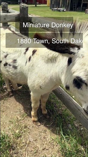 Miniature Donkey