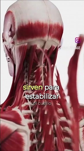 El musculo MÁS IMPORTANTE del cuello ✅