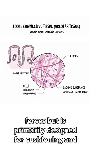 Supportive tissues, essential functions — that’s connective tissue at work 🧬🩺 #meded #cellbiology