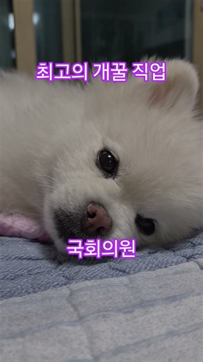 요즈음 학생들 1순위 직업 국회의원#국회개혁 #불체포특권폐지 #한동훈 #공산주의로가는길 #농지법폐지 #이재명