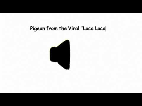 Pigeon from the Viral “Loca Loca