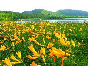 ［HD］福島県・雄国沼のニッコウキスゲ Daylily in Fukushima 花の名所案内