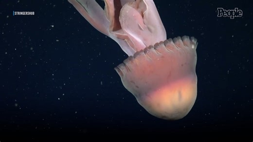Rare giant phantom jellyfish with large 'death curtain' tentacles spotted during deep-sea expedition