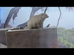 Recording animals — animals in the zoo