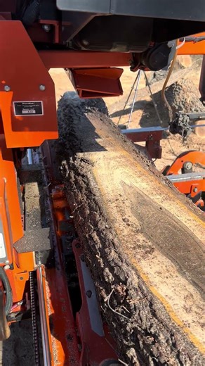 Cutting a walnut log