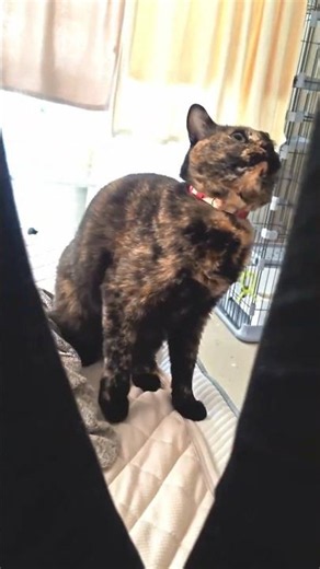 ゆずりはvs飼主(の足) / Yuzuriha vs. Owner's Feet #サビ猫 #cat #猫のいる暮らし #tortiecat