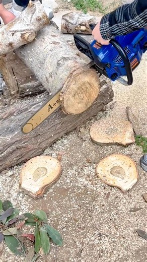 Precision Cutting of Large Timber Logs into Round Slices Using a Powerful Chainsaw #shorts