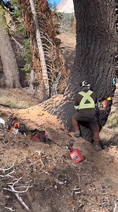 Thats amazing tree cuting an making the tree cuting disine | Wood Of Branch