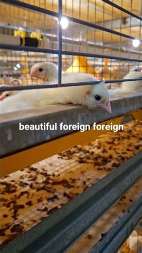 Modern poultry farm #poultryfarm #chicken