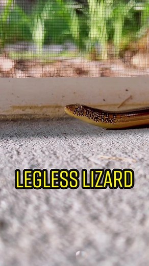 Discovering the Mysterious Glass Lizard: Facts and Behaviors