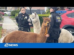 2 alpacas escape enclosure, go on adventure through California neighborhoods