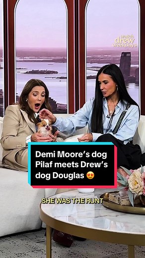 Demi Moore’s Dog Pilaf Meets Drew’s Dog Douglas | Heartwarming Moment