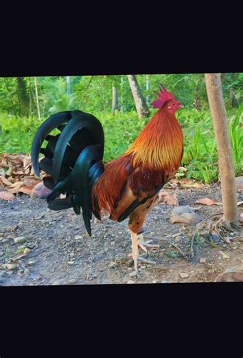 #fyp #gamefowl #gamefowlbreeders #sabongerotiktok🐓🐓🐓😘 #chicken #viral