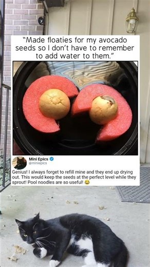 Keep Avocado Seeds Alive with Pool Noodles