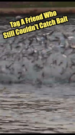 🎥🌊 Mesmerizing Cinematography: Dance of the Bait Fish Ballet! 🐟✨ Prepare to be enchanted by the underwater world as our lens captures the breathtaking ballet of jumping bait fish in stunning detail! 🌅📸 Join us on a visual journey beneath the surface, where the ocean comes alive with the spectacular acrobatics of these agile creatures. 🔍 Our cinematography takes you into the heart of the action, showcasing the intricate dance of bait fish as they leap from the water in a harmonious display 