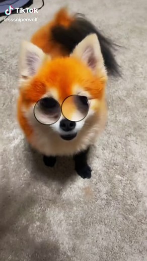 First try lol #fyp #pomeranian #fox | Pomeranians Of TikTok