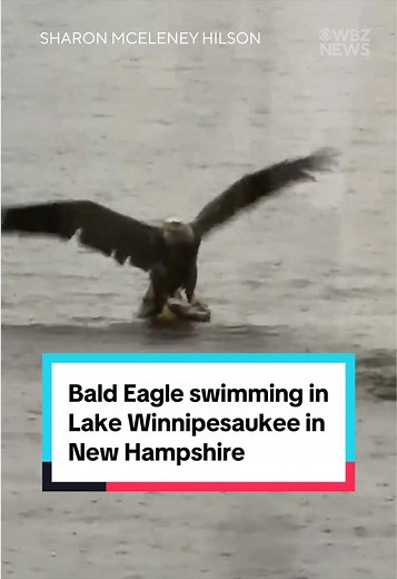 A rare sight caught up close. A viewer took this video of a bald eagle swimming in Lake Winnipesaukee in Alton, New Hampshire. #newhampshire #lake #eagle #swimming #fish