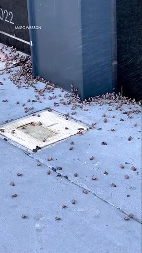 122K views · 307 reactions | Nightmare! A building in New Jersey was swarmed with pesky spotted lanternflies. Residents are finding creative ways to kill the destructive bug | ABC7NY | Facebook
