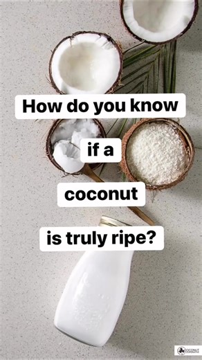 Ripe coconuts. Premium ingredients. Consistent quality. For businesses using coconut-based products, ripeness isn’t just a detail — it affects texture, flavor, and consistency. Knowing the signs of a perfectly ripe coconut can help you understand why sourcing the right ingredients matters. At The Coconut Cooperative, we supply premium coconut ingredients, from virgin coconut oil to organic coconut flour, so your business delivers exceptional results without handling the fruit. Source only high-q