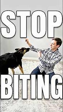 Stop Extreme Puppy Biting! In 1 Minute