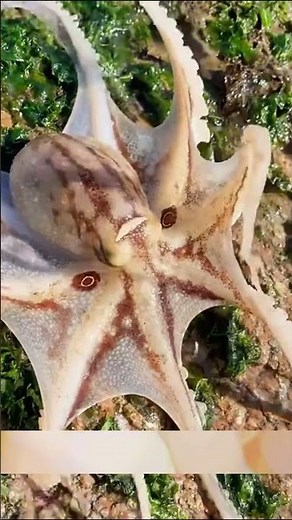 🐍 Eel, 🐙 Octopus, 🦑 Octopus Eggs Nest, 🦀 Crabs & Rare Seashells 🌊