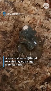 Captured on camera: A rare snail in New Zealand was filmed for the first time laying an egg through its neck. | Desert Sun