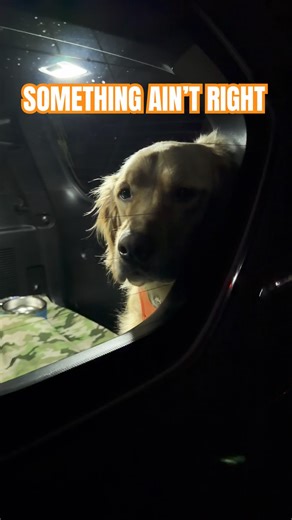 Something Ain’t Right… 😅 #dogshorts #goldenretriever