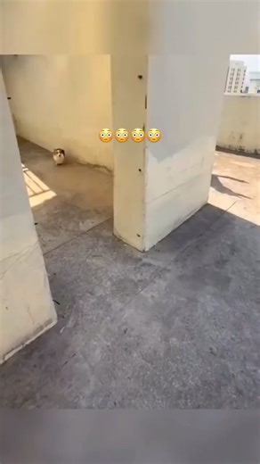 When three friends play🤣🤣 Corgi Lovers Club 🫶 Corgi Loves Club 🫶 | Robbins Sennifer