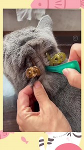 " Frontline spot on " Best Solution For Cats Common Flea Problem. | Pet city chittagong