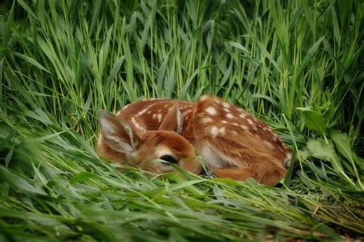 Virginia Department of Wildlife asks people to leave fawns alone