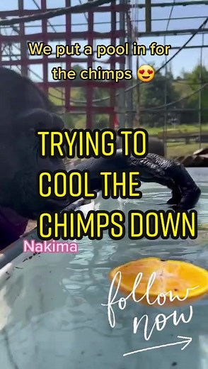 Chimp Sanctuary Pool Fun | Can Apes Swim?