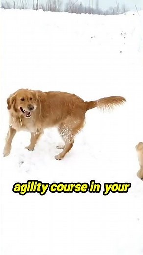 Transform Your Backyard into a Canine Obstacle Course!