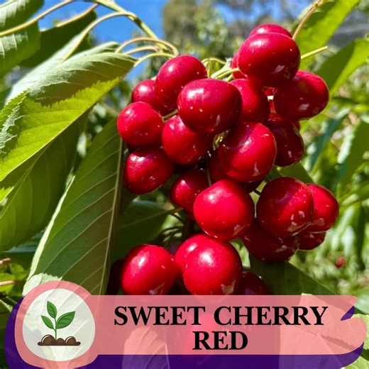 30 Samen von Süßkirschen - Prunus Avium, Easy-Grow - Etsy.de