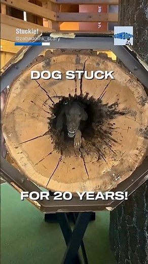 Stuckie, The Dog Who Got Stuck for 20 Years!