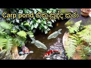 කාෆ් පොන්ඩ් එක සුද්ද කරා / cleaning my carp pond