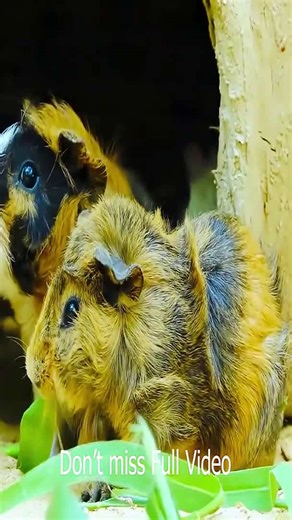 Title: Tour a Luxurious Guinea Pig Mansion: 7 Towers, Temple & Pool!