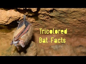 Tricolored Bat Facts