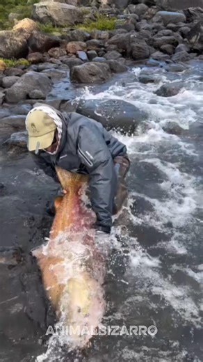 The 3 Biggest Fish in the Amazon 😳🐟 #curiosities #animals