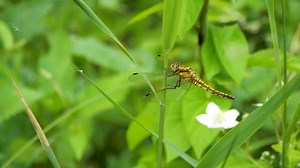 Dragonfly, Insect, Wings. Free Stock Video