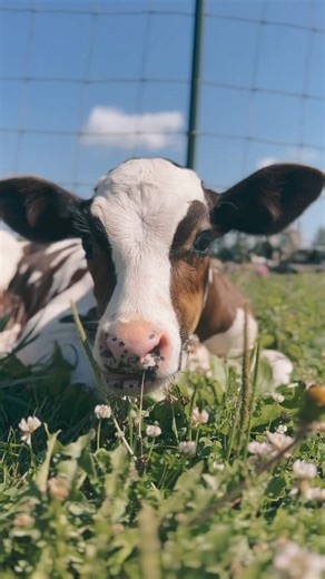 11K views · 3.1K reactions | A precious, innocent, survivor of the dairy industry, living life on his own terms. : Asher | Iowa Farm Sanctuary | Facebook