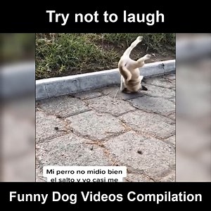 570K views · 4.3K reactions | Try not to laugh challenge #2 | Elysian | Facebook