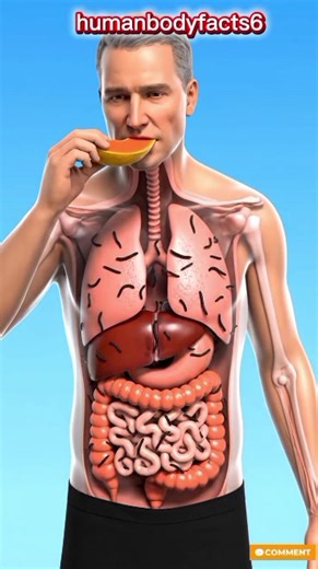 The Amazing Journey of Pawpaw Inside the Body