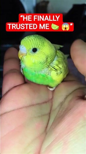 Day 2 of Taming Lime 🐦 He Finally Trusted Me 😭 #shorts #budgies #budgietaming