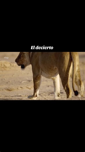 Wild Animals in the Desert