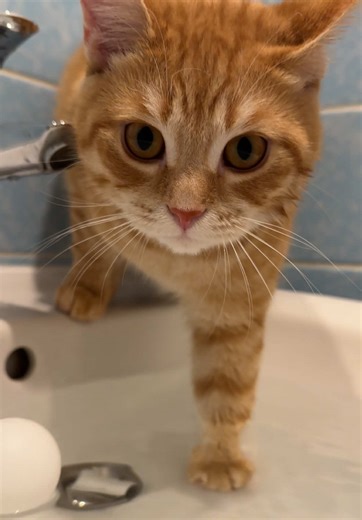Funny Cat Water Play Moments to Brighten Your Day