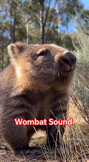 Intense Wombat Sound 🌿🐻‍❄️🔊