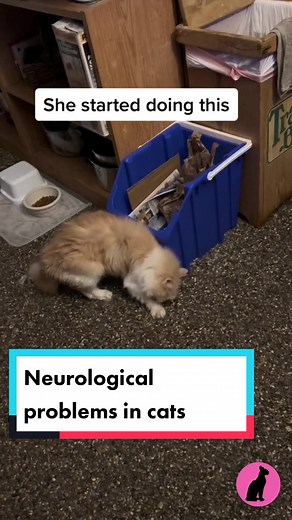 Understanding Neurological Problems in Cats